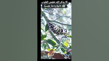 القران الكريم راحة نفسية 30 ثانية تلاوة خاشعة #المصحف #القران_الكريم #تلاوة #quran #الطبيعة #islamic