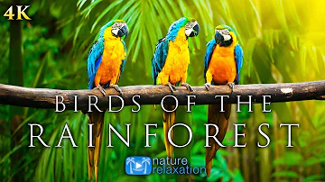 (4K) Breathtaking Colorful Birds of the Rainforest - 1HR Wildlife Nature Film + Jungle Sounds in UHD