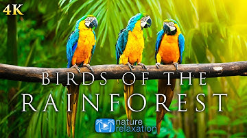 (4K) Breathtaking Colorful Birds of the Rainforest - 1HR Wildlife Nature Film + Jungle Sounds in UHD