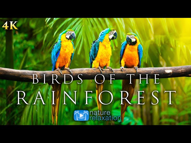 (4K) Breathtaking Colorful Birds of the Rainforest - 1HR Wildlife Nature Film + Jungle Sounds in UHD