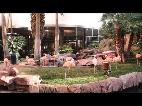 Видео: Flamingo Las Vegas Hotel and Casino прямо на бульваре