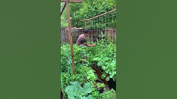 Economical DIY trellis worked!