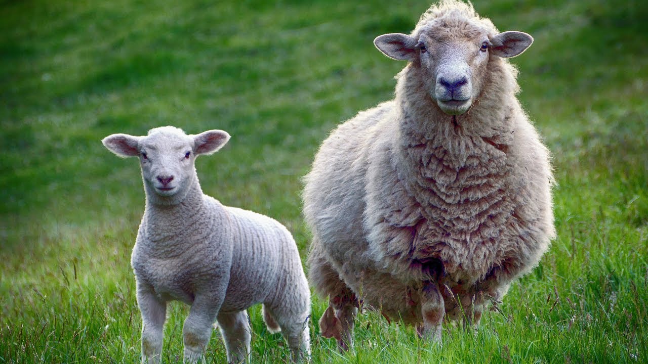 Your Guide to the Differences Between Sheep and Lambs (and Why It Matters)  - YouTube