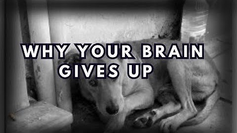 Learned Helplessness: The Dark Experiment Behind Modern Burnout