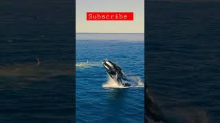 whales-jumping-in-the-sea @COCOanimals0 #youtubeshorts #trending #beautifulview #fish #whalesfish