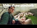 Visite de la porcherie  suivezmoi  