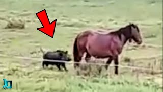 видео: Лошадь Такого не Ожидала / Случаи с Животными 1 на Миллион Снятые На Камеру картинка: Лошадь Такого не Ожидала / Случаи с Животными 1 на Миллион Снятые На Камеру