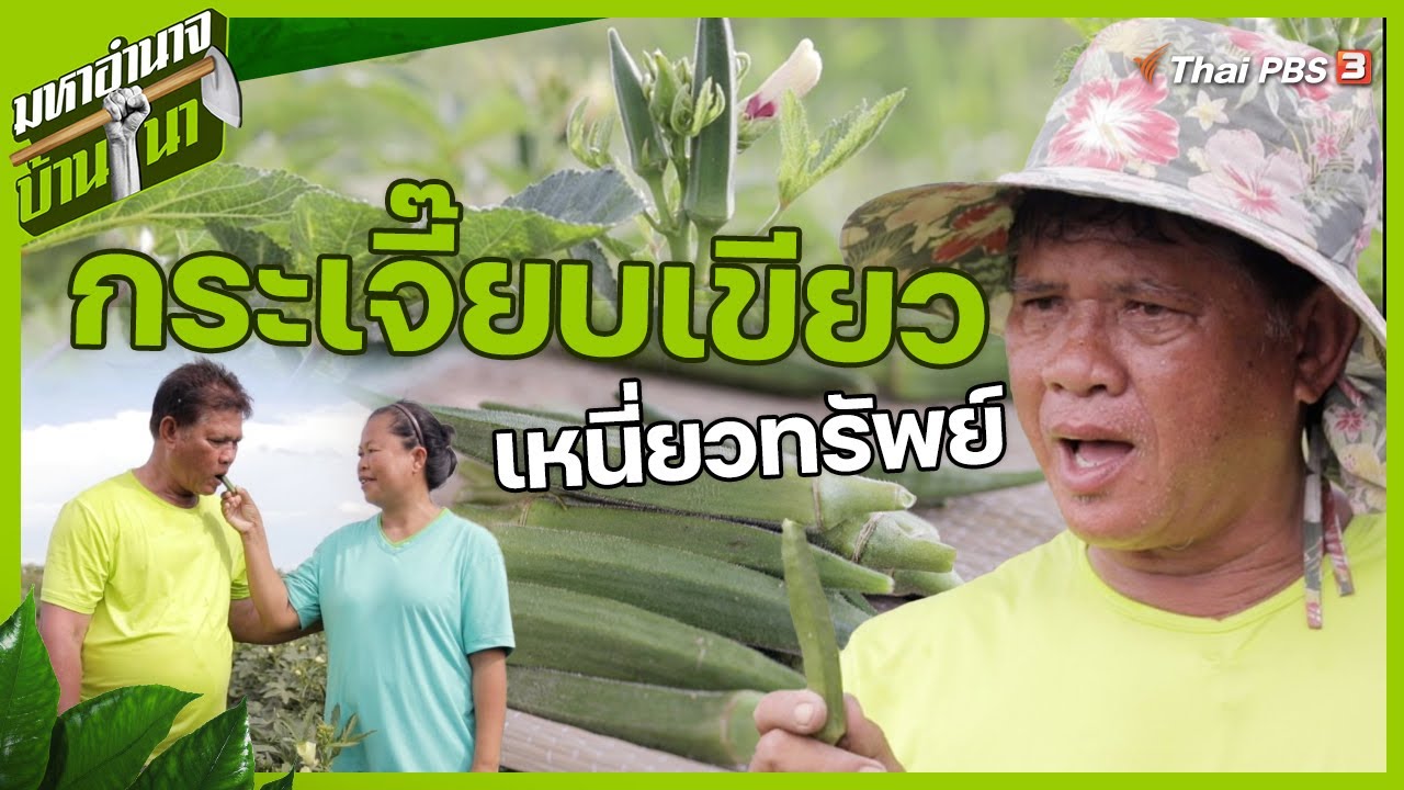 กระเจี๊ยบเขียวเหนี่ยวทรัพย์ | มหาอำนาจบ้านนา