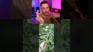 Thumbnail for VAŠE DÁVKA USPOKOJENÍ #74 😍