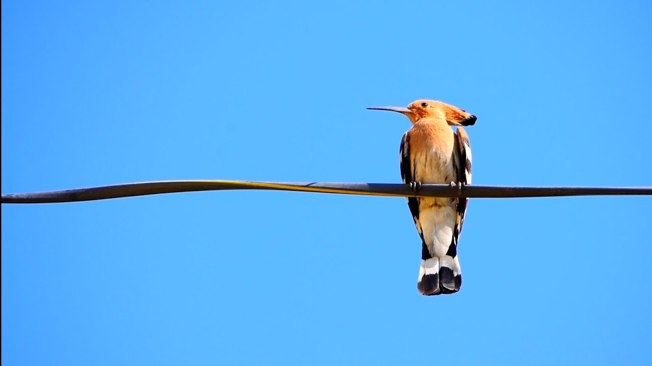 The beautiful hoopoe bird | Upupa Epops 