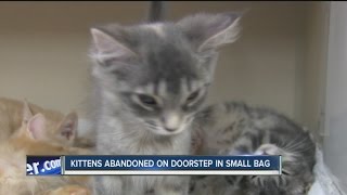 Kittens abandoned on doorstep in small duffel bag