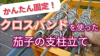【茄子栽培】クロスバンドを使った茄子の支柱の立て方 【髭サン農家】