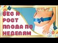 Какой рост и вес плода по неделям беременности?