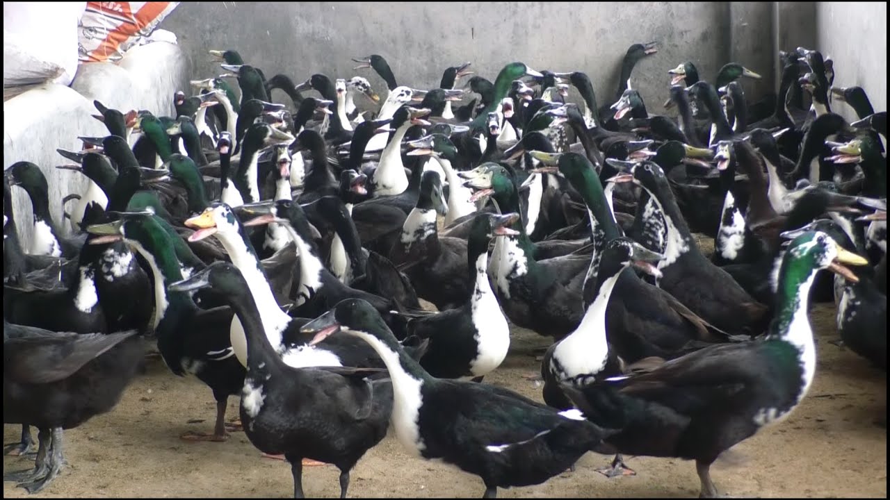 Black Duck Farm Shetland Duck Best Ways To Make Money YouTube