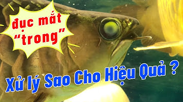 Xử Lý "Đục Mắt Bên Trong" Hồ Cộng Đồng Cá Rồng | Aquamax V | Hoàng Lam Arowana
