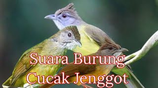 Suara Pancingan/Pikatan Burung Cucak Jenggot, Jamin langsung SatSetttt