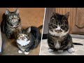 These dwarf cats were rejected for not looking normal