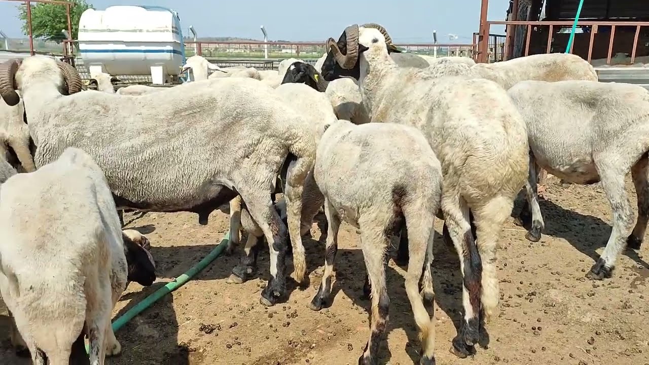 SAKIZ KOYUNU VERİM ÖZELİĞİ