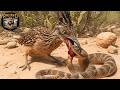 Serpiente de cascabel vs Correcaminos: Supervivencia en Sonora #animalessalvajes | Reino Animal