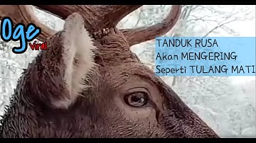 RUSA Kehilangan TANDUKNYA