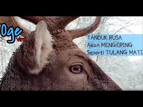 Video: Apakah rusa kutub kehilangan tanduknya?