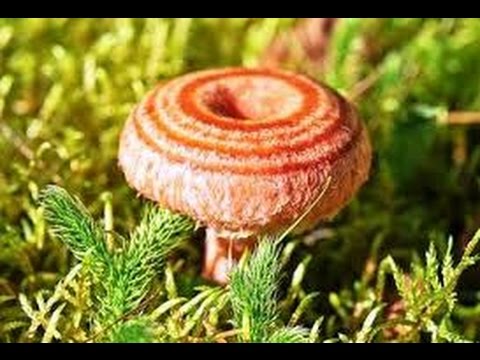 Гриб волнушка розовая