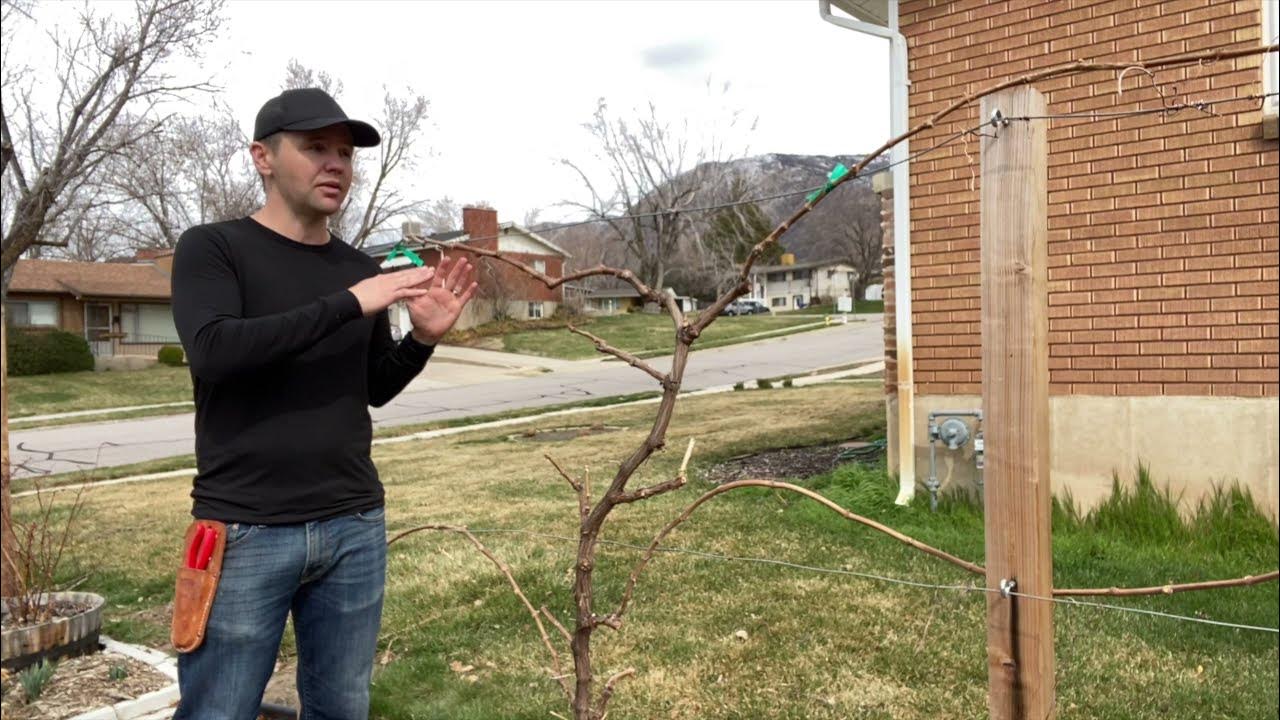 Cane Pruning Grape Vines in 6 Minutes YouTube
