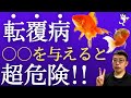 【転覆病を完全解説】ひっくり返る原因と"絶対するべき対処法"