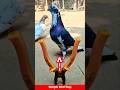 Amazing Pigeon Bird Trap | Easy &amp; Simple Method #shorts #youtubeshorts