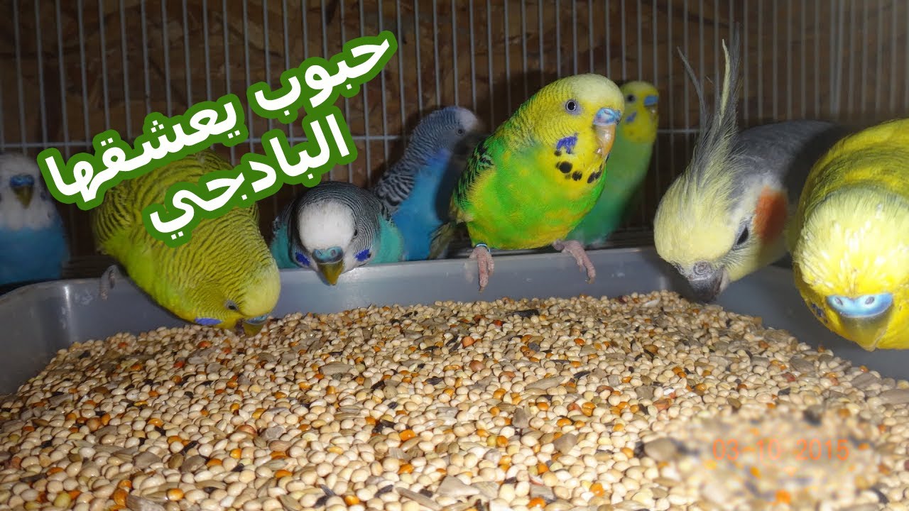 الحبوب التي يعشقها البادجي و تفيد التزاوج و الريش