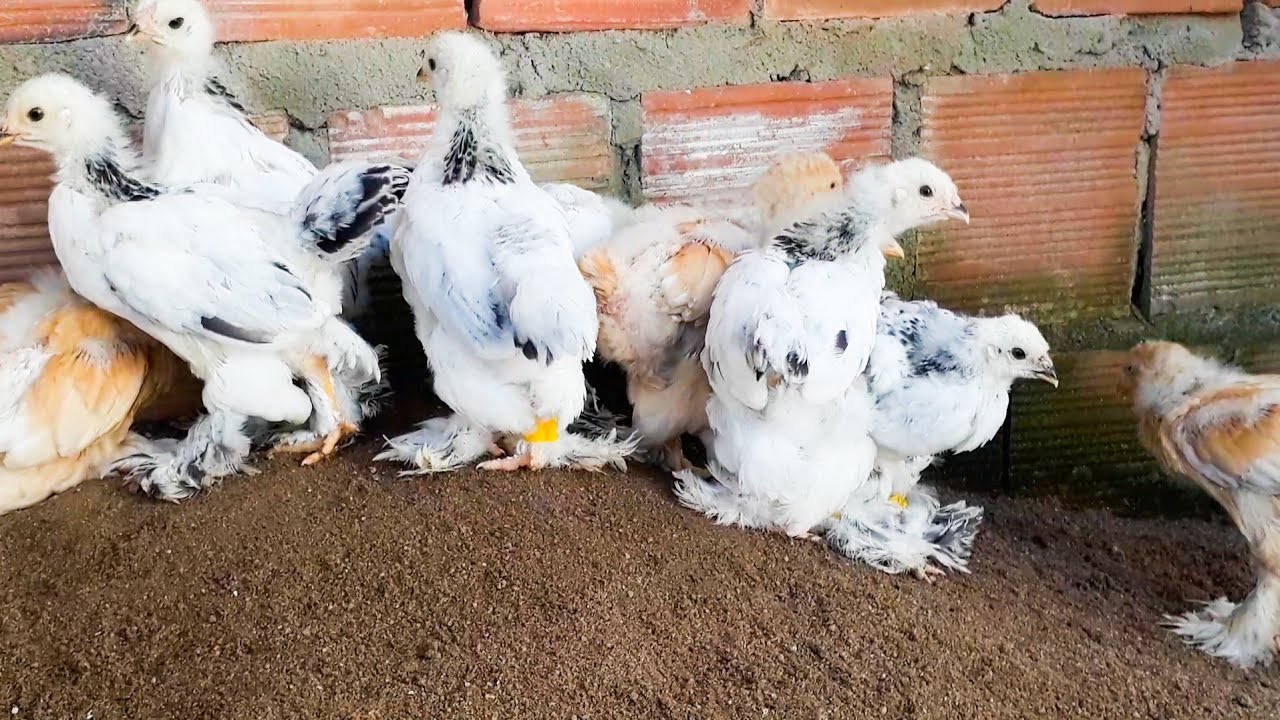 MELHORAMENTO GENÉTICO DOS BRAHMA LIGHT + MOSTRANDO OS PINTOS COM 23 DIAS