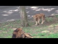 11.08 多摩動物公園 ライオン