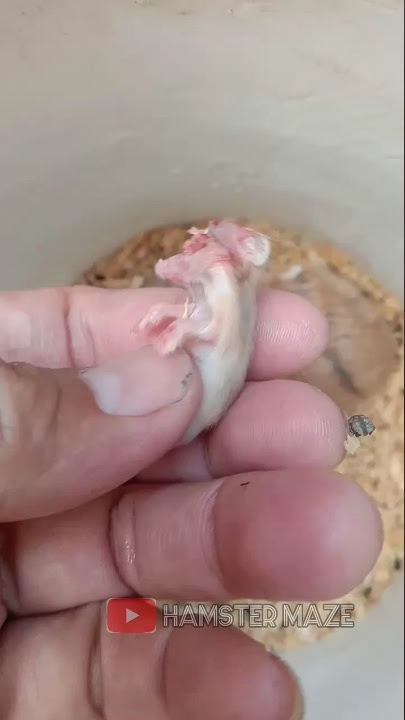 OMG!  mother hamster eat their own babies 😭😭