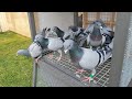 Pigeons Are Finally Flying GOOD