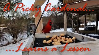 A picky cardinal learns a lesson - Bird feeder camera by Brian 360 261 views 3 months ago 1 minute, 26 seconds