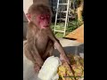 The monkey was caught red-handed by its father in an embarrassing moment