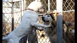 一只杜高母犬面对一群狗本以为它会胆怯结局太吓人了\The ending was unexpected when a female Dogo was waking into the kennel !