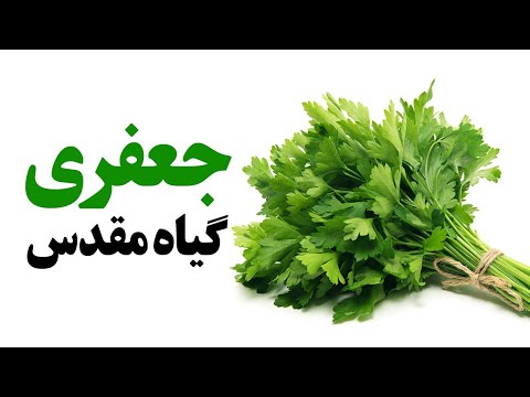 جعفری گیاه مقدس 