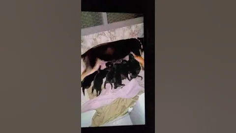 Puppies nursing