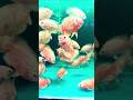 Albino Tiger Oscar Fish Ka Dangerous Attitude #AlbinoTigerOscar #TigerOscarFish #fishlover