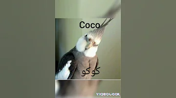 اسماء عصافير جميلة 