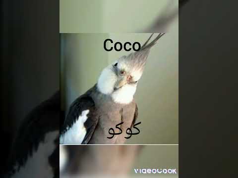 اسماء عصافير جميلة 