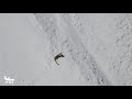 Snow Leopard On A Stroll