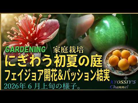 XYOSSIY's Fruit Tree Channel] Feijoa in bloom & passion fruit