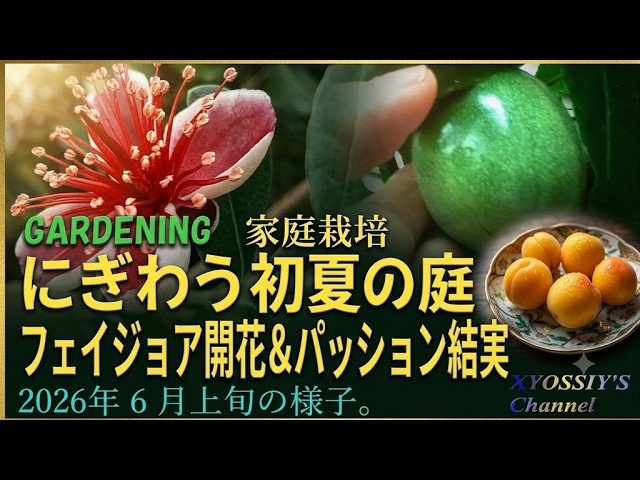 XYOSSIY's Fruit Tree Channel] Feijoa in bloom & passion fruit