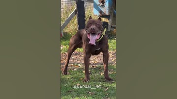Pitbull Dog Transformation🤯☠️ #trollface #trolledit #shorts #trending