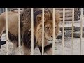 ❤️Лев Тигран остаётся в Старом Осколе❗️ Ура❗️Победный рык! #левтигран #animals #lions