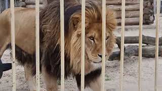 ❤️Лев Тигран остаётся в Старом Осколе❗️ Ура❗️Победный рык! #левтигран #animals #lions