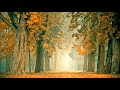 Entspannungsmusik Herbst: Entspannungsmusik ohne Werbung