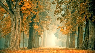 Entspannungsmu Herbst